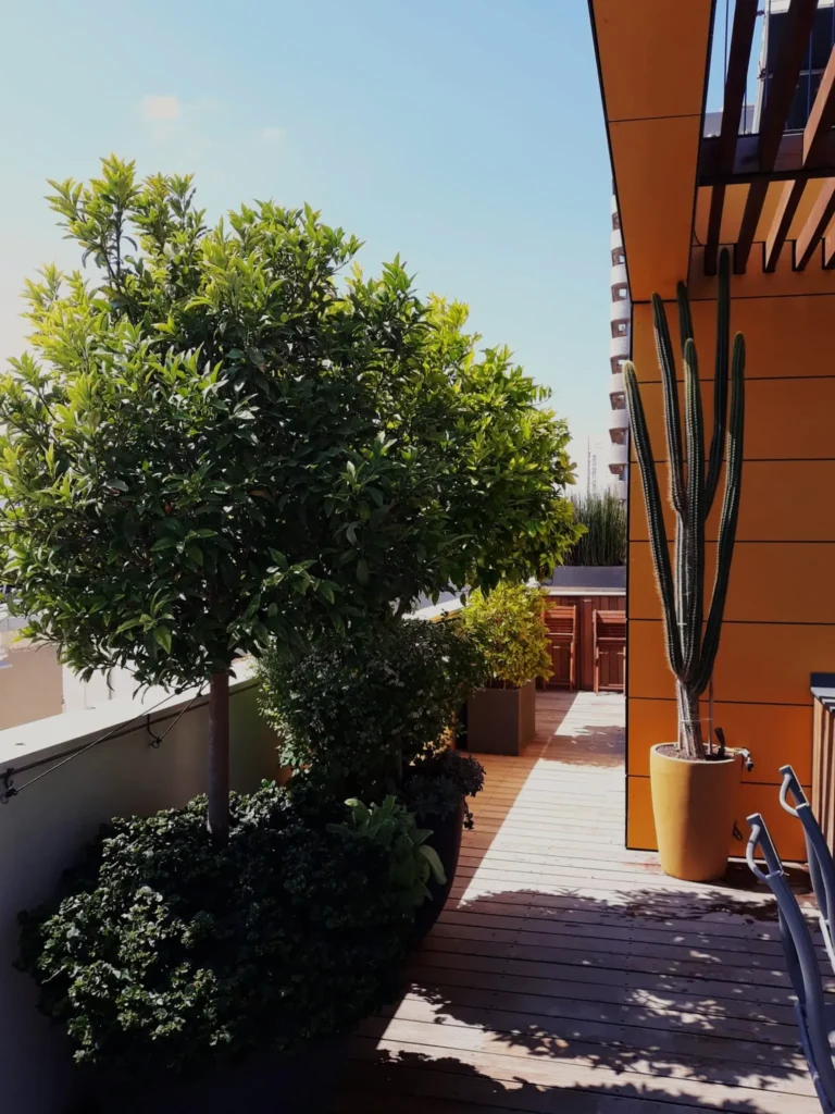 גינה מעוצבת דקורטיבית עם הרבה צמחייה ירוקה