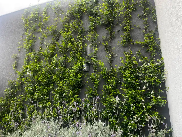 קיר בטון עליו מטפסים עלים מעוצבים